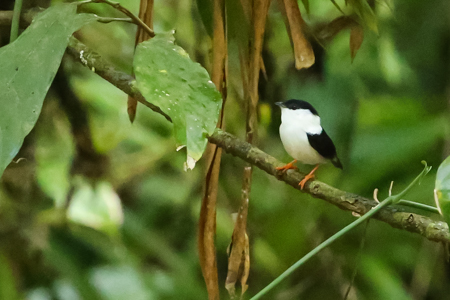 White-Bearded Manakin